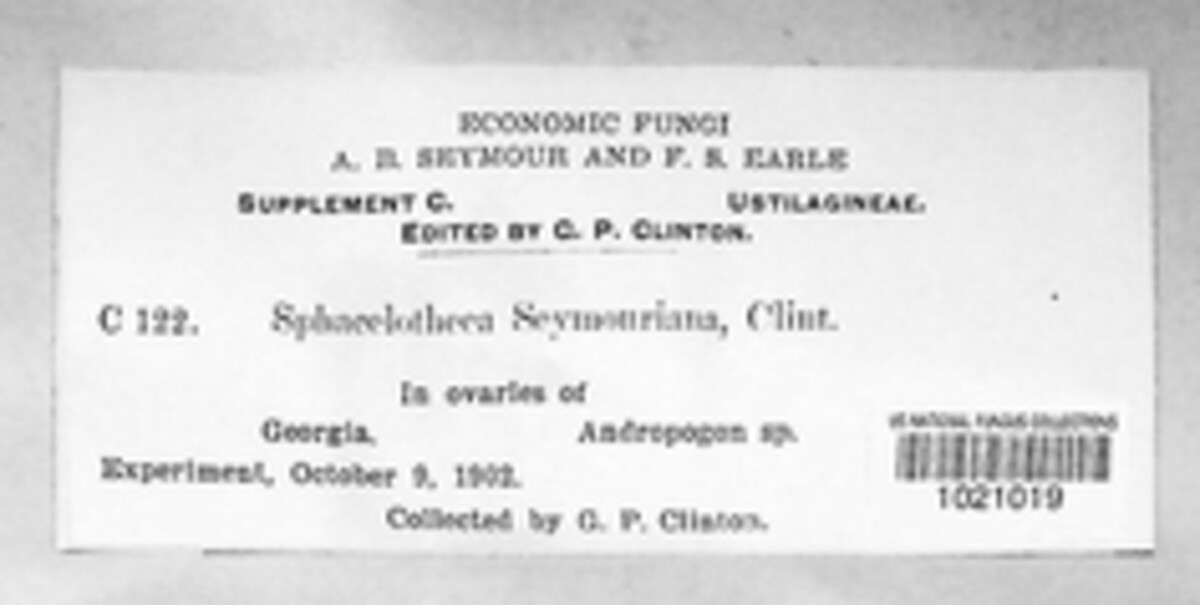 Sporisorium seymourianum image
